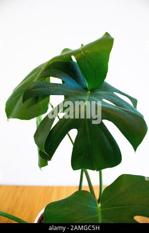 Monstera Deliciosa plant against white background Stock Photo