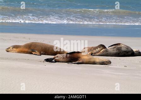 Australia, australian sea lions relaxing on beach Stock Photo