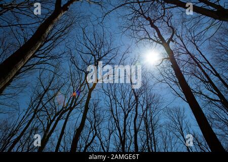 Looking up to towering trees with sun shining through the branches Stock Photo