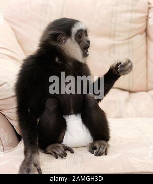 A young male Lar Gibbon wearing nappy, diaper, celebrates his first birthday. Hylobates lar. Stock Photo