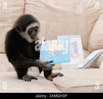 A young male Lar Gibbon wearing nappy, diaper, celebrates his first birthday. Hylobates lar. Stock Photo