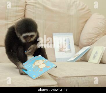 A young male Lar Gibbon wearing nappy, diaper, celebrates his first birthday. Hylobates lar. Stock Photo