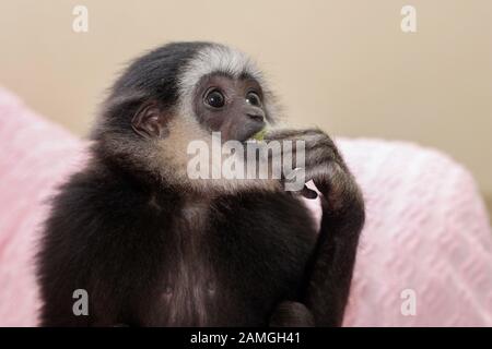 A young male Lar Gibbon wearing nappy, diaper, celebrates his first birthday. Hylobates lar. Stock Photo