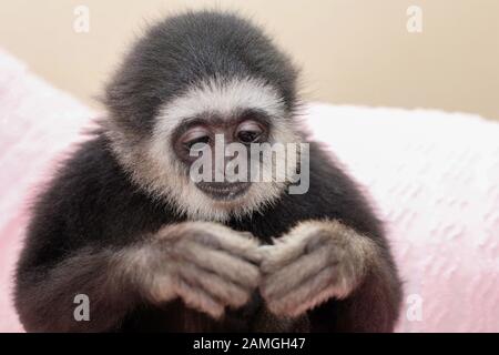 A young male Lar Gibbon wearing nappy, diaper, celebrates his first birthday. Hylobates lar. Stock Photo