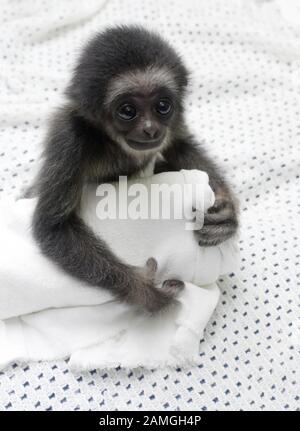 A young male Lar Gibbon celebrates his first birthday.Hylobates lar Stock Photo