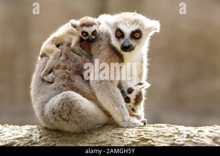 Ring tailed lemur mother with two babies. Lemur catta, strepsirrhine primate Stock Photo