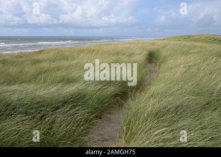 Dune landscape in the summer, Argab, Hvide Sande, Ringkobing Fjord, North Sea, Midtjylland, Central Jutland, Denmark Stock Photo