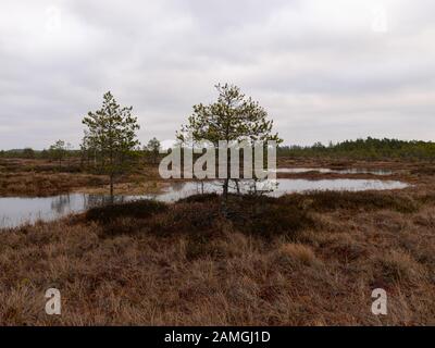 bog landscape with red mosses, small bog pines, small bog lakes and wind moving water Stock Photo