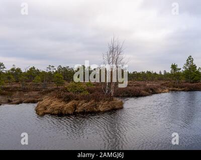 bog landscape with red mosses, small bog pines, small bog lakes and wind moving water Stock Photo