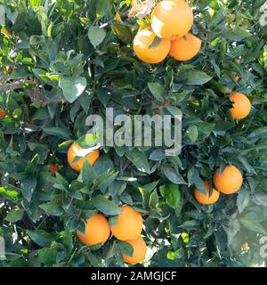 square image of spanishs oranges hanging from a tree growning in the sun  copy space on background Stock Photo