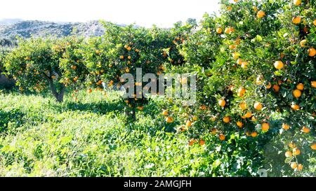 beautiful Spanish orange trees  with ripe fruit growing in the warm andalucia sun  copy space on the green background Stock Photo