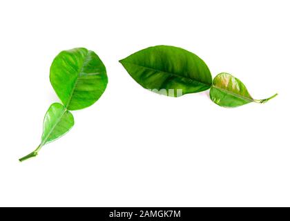 Studio shot two Asian grapefruit leaves isolated on white Stock Photo
