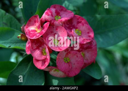 Best Pink flower Stock Photo