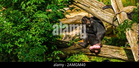 chimpanzee with many genital swellings, Tumescence by hormones, Endangered animal specie from Africa Stock Photo