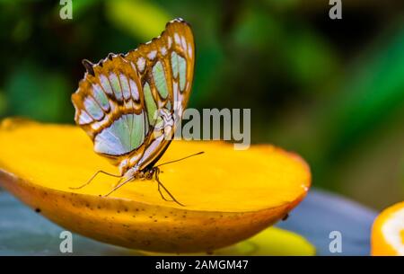 Macro closeup of a malachite butterfly with closed wings, Colorful and beautiful tropical insect specie from America Stock Photo
