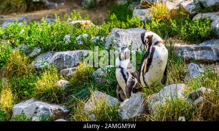 African penguin couple together on some rocks, Endangered animal specie from Africa