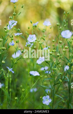 Flax growing in an English country garden, England Stock Photo