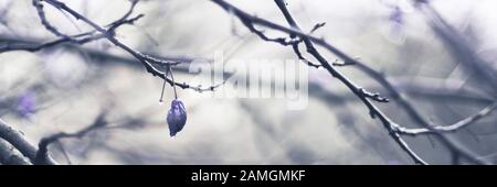 Dry purple plum fruits on wet tree branches. Stock Photo