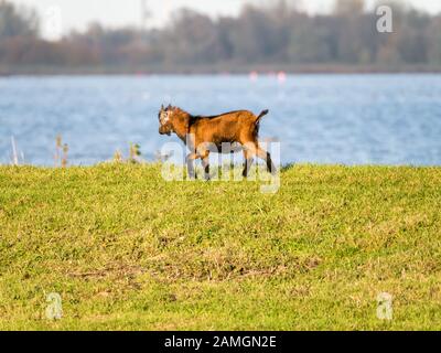 Young brown goat walking on dike of lake with water as blurred background, Netherlands Stock Photo
