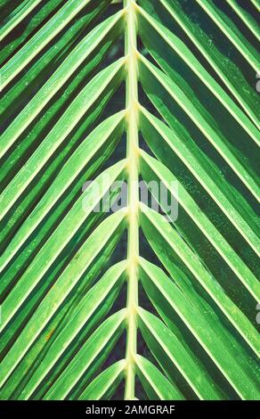 Close up of a palm tree leaf, selective focus. Stock Photo