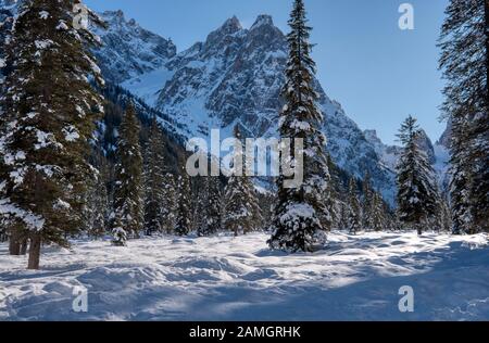Snow-covered pine trees in winter in Val Fiscalina Stock Photo