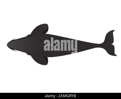 Black silhouette killer whale(Orcinus orca) cartoon animal design ocean mammal orca flat vector illustration isolated on white background. Stock Vector