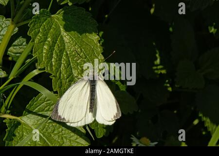 Black veined white butterfly sitting on a bright green leaf , selective focus with bokeh background - Aporia crataegi Stock Photo