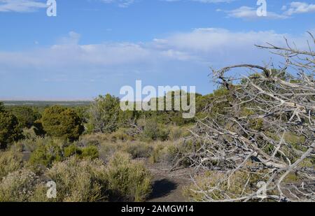 Summer in Arizona: Downed Dead Treetop With Painted Desert in the Distance Along Loop Road Between Sunset Crater Volcano and Wupatki National Monument Stock Photo