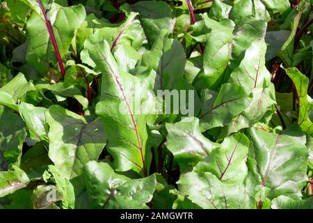 beet leaves close-up. growing organic vegetables on the farm Stock Photo