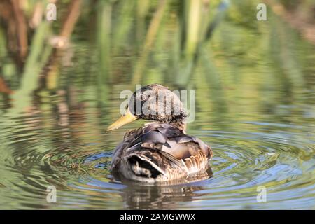 Rear view close up of wild UK duck isolated outdoors in autumn sunshine, swimming in water. Stock Photo