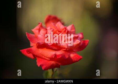 Beautiful large coral red rose flower in the garden. Rose variety Coral Surprise close-up Stock Photo