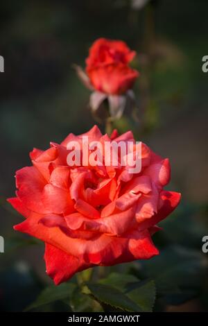 Beautiful large coral red rose flower in garden. Rose variety Coral Surprise close-up Stock Photo
