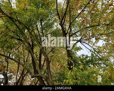 Close-up of branches of the Osage Orange (maclura pomifera) tree, Danville, California, November 28, 2019. () Stock Photo