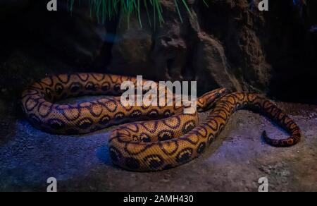Rainbow boa Epicrates cenchria is a boa species endemic to Central and South America. Stock Photo
