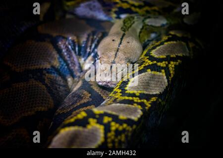 The head of the ball python Python regius, also known as the royal python. Stock Photo