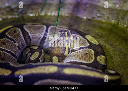 The head of the ball python Python regius, also known as the royal python. Stock Photo