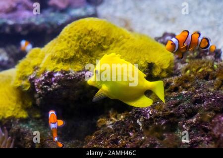 The group of ocellaris clownfish Amphiprion ocellaris in the tropical water of Pacific ocean. Stock Photo