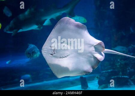 Southern stingray- DASYATIS AMERICANA in tropical coastal water of Pacific ocean. Stock Photo