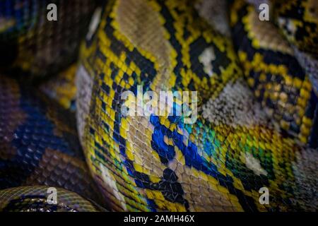 The head of the ball python Python regius, also known as the royal python. Stock Photo