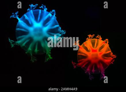 Two color jellyfish in the sea. Jellyfish has blue and green color and red color. Stock Photo