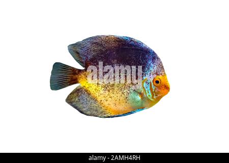 Symphysodon, known as discus, is a genus of cichlids native to the Amazon river basin in South America. Stock Photo