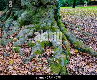 Gnarled tree roots in Autumn Stock Photo