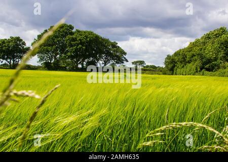 A field of golden barley in early June on a farm in Titchfield in Hampshire in England Stock Photo