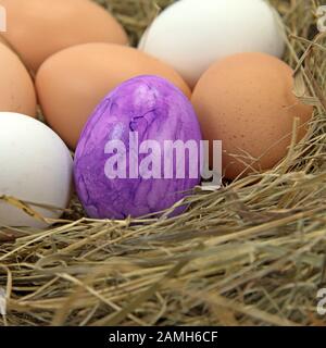 Colorful easter egg in the nest Stock Photo