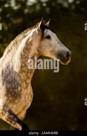 White Pura Raza Espanola Stallion, animal portrait, Andalusia, Spain Stock Photo