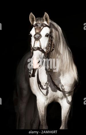 White Pura Raza Espanola stallion with baroque bridle, animal portrait against a black background, Austria Stock Photo