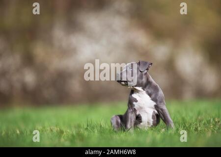 Staffordshire Terrier Puppy sitting in meadow, Austria Stock Photo
