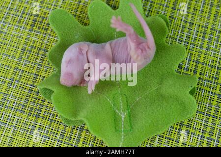 Rat child without hair, newborn. on a bright green leaf of a tree. 2020 Chinese calendar. asian new year Stock Photo