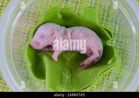 germ Rat baby without hair, newborn. on a bright green leaf of a tree. 2020 Chinese calendar. asian new year Stock Photo