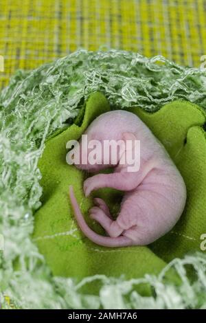 germ Rat baby without hair, newborn. on a bright green leaf of a tree. 2020 Chinese calendar. Asian New Year. vertical sheet orientation Stock Photo